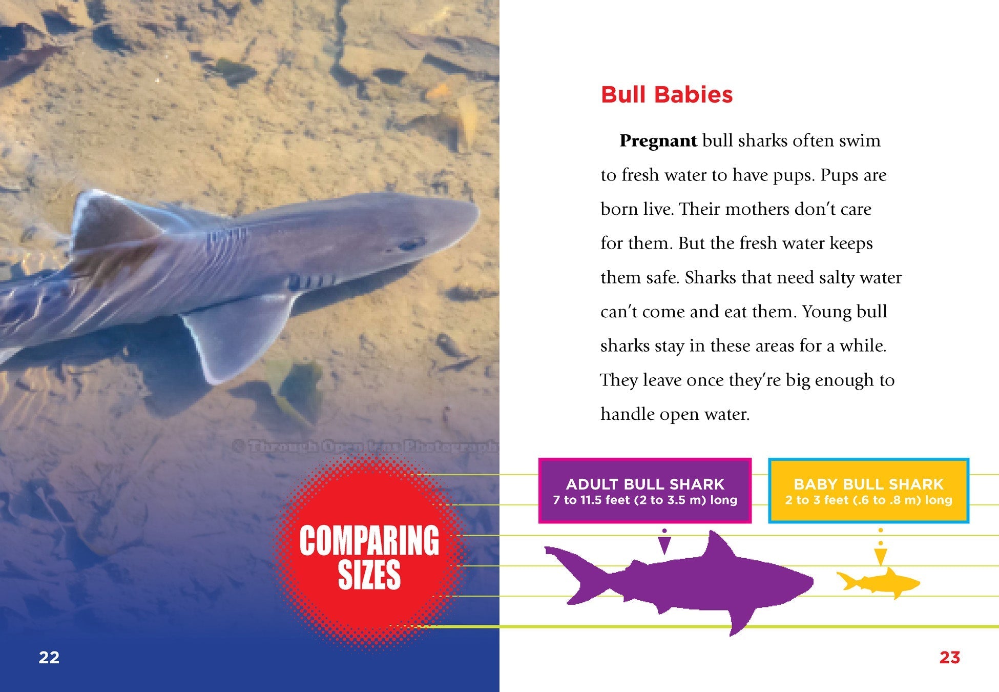 Bull Sharks Book - 9781680728613 | Marine Life Guide, Shark Facts & Ocean Education - Perfect for Students, Teachers & Shark Enthusiasts