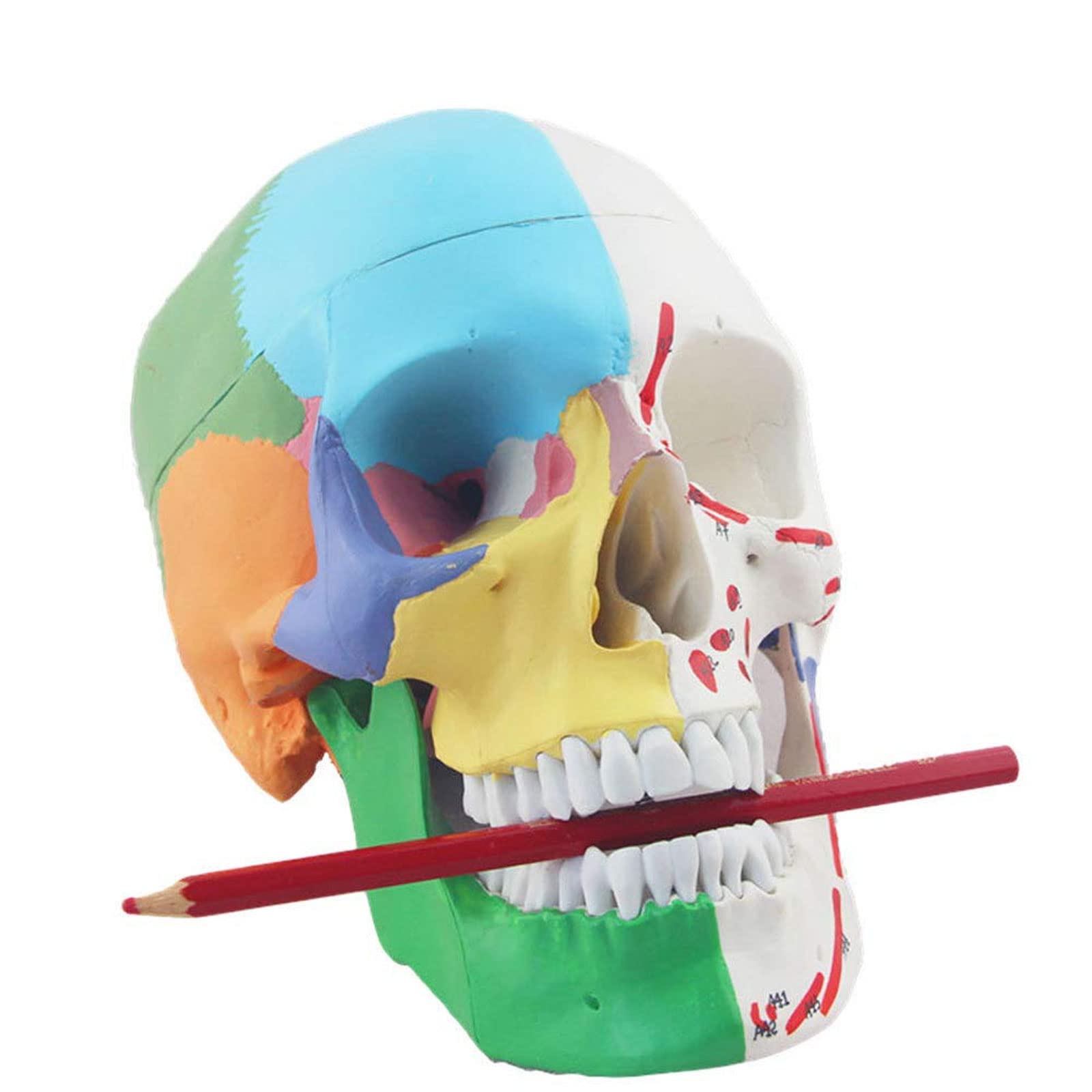 LBYLYH Life Size Human Skull Model - Colorful Anatomical Skeleton Head for Medical Study, Anatomy Teaching & Halloween Decor | Perfect for Classroom, Lab & Halloween Party Decoration
