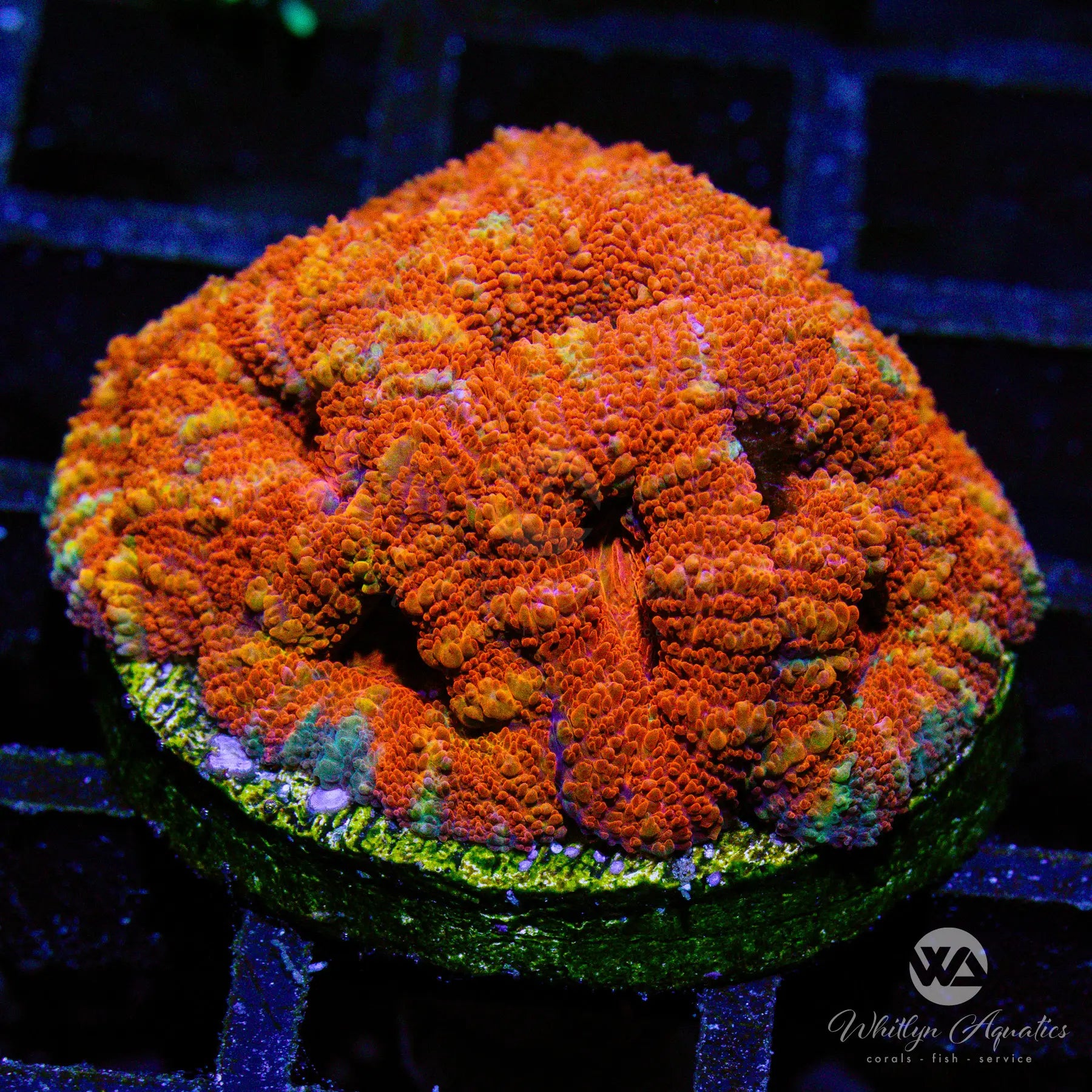 C42 WA Brickyard Acan Coral - Premium WYSIWYG Live Coral for Saltwater Aquariums | Perfect for Reef Tanks & Marine Aquascaping