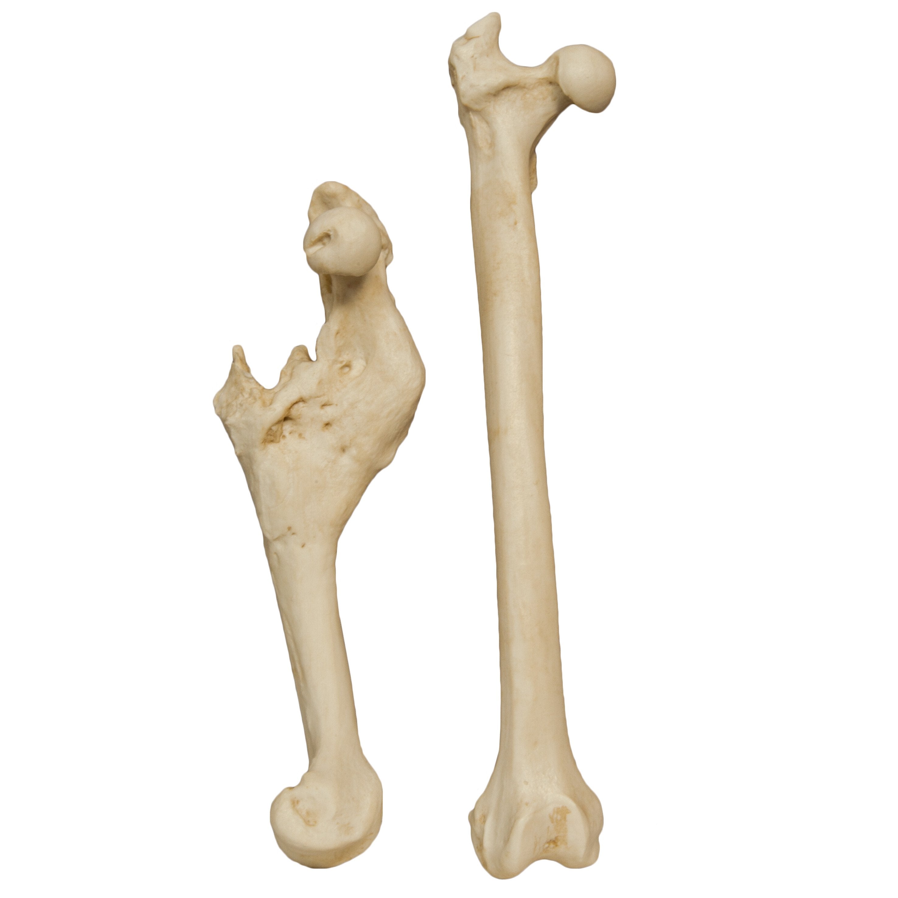 Authentic Animal Pathology Bone Replica Set - Veterinary Teaching, Medical Study & Science Education Display