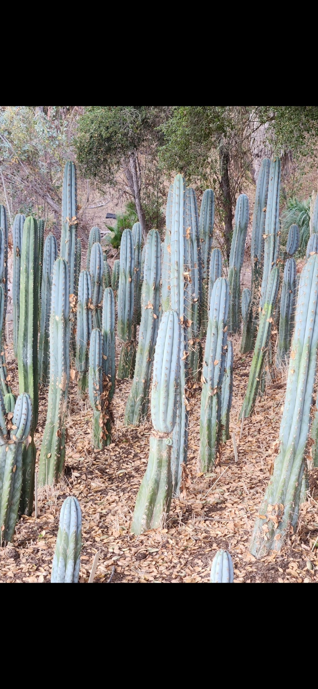 EC81 EXACT Trichocereus Peruvianus TSSBP Cactus 7.5 Inch - Rare Peruvian Cactus for Home Decor, Garden Landscaping, and Spiritual Ceremonies