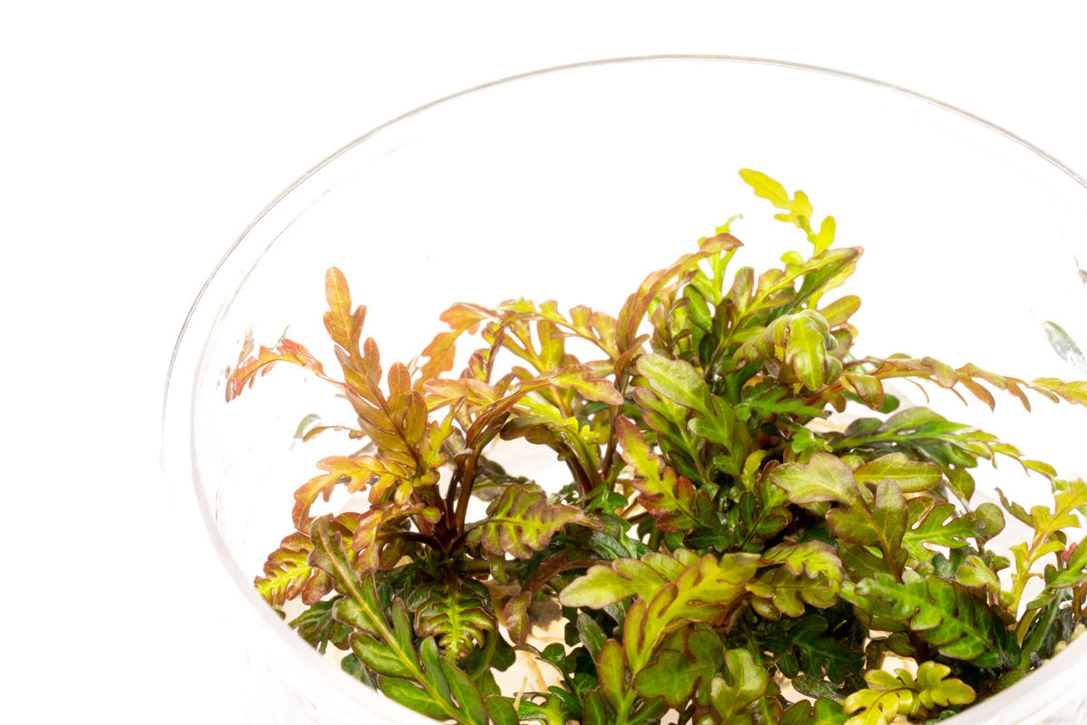 Hygrophila Pinnatifida Aquatic Plant Tissue Culture - Live Aquarium Plants for Fish Tank Decoration | Perfect for Freshwater Planted Tanks, Aquascaping & Shrimp Habitats