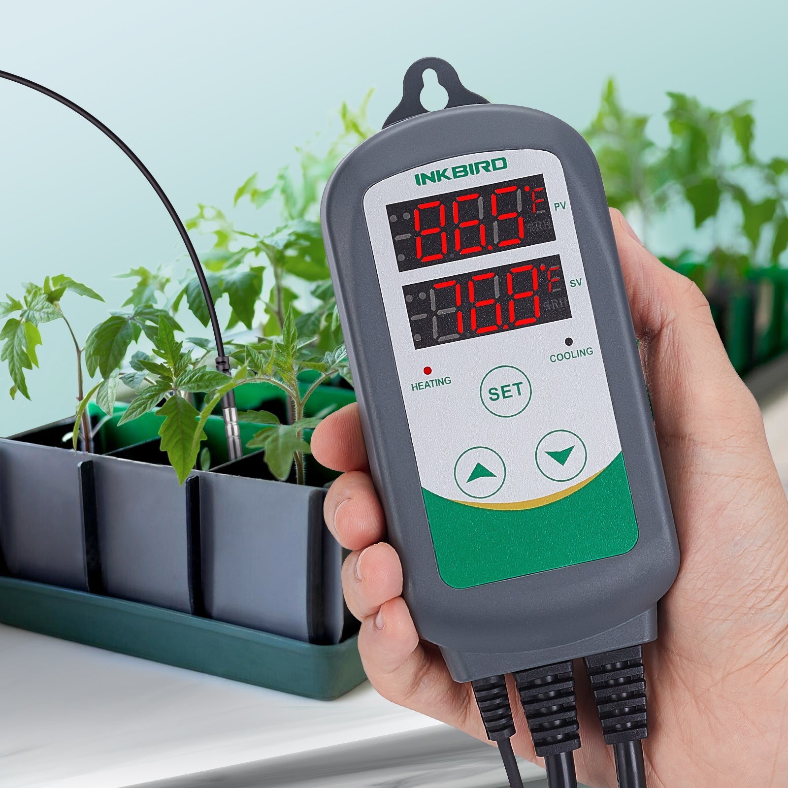 ITC-308 Digital Temperature Controller for Homebrewing, Aquariums & Reptile Tanks - Precise Thermostat with Dual Display
