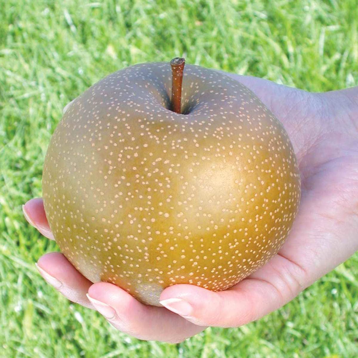 Olympic Giant Pear Dormant Starter Bare Root Standard Fruit Tree - 1 Pack | Fresh Fruit Tree for Home Garden, Backyard Orchard & Landscaping