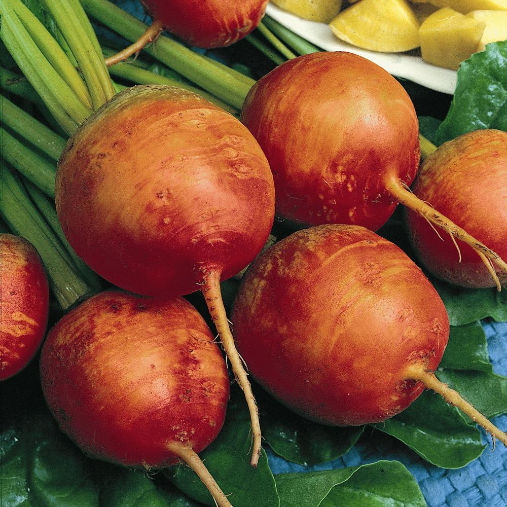 Organic Golden Detroit Beet Seeds - Non-GMO, Heirloom Variety for Home Gardening - Perfect for Salads, Juicing, and Healthy Recipes