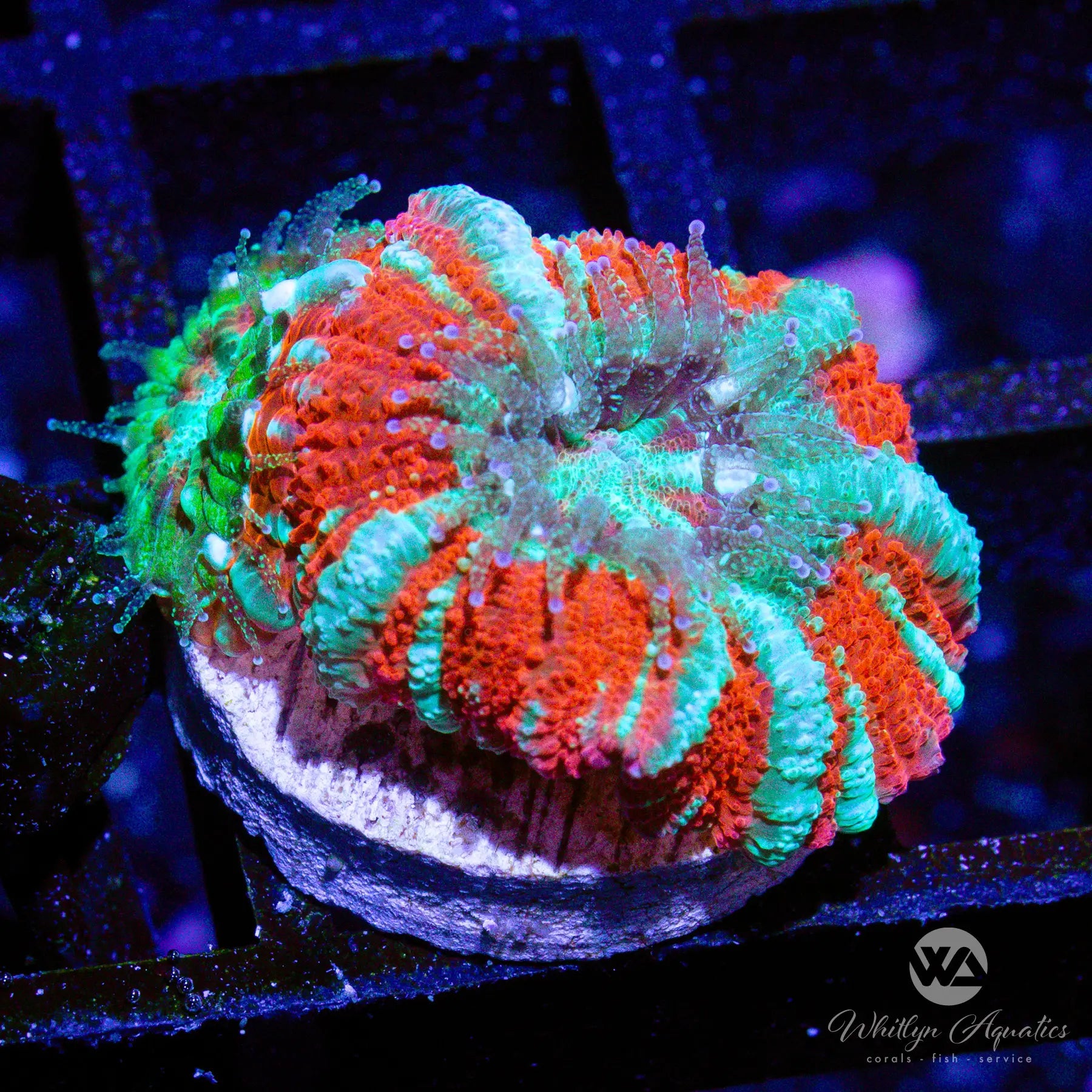 30D WA Icee Asian Acan Coral - Premium WYSIWYG Live Coral for Saltwater Aquariums | Perfect for Reef Tanks & Marine Aquascaping