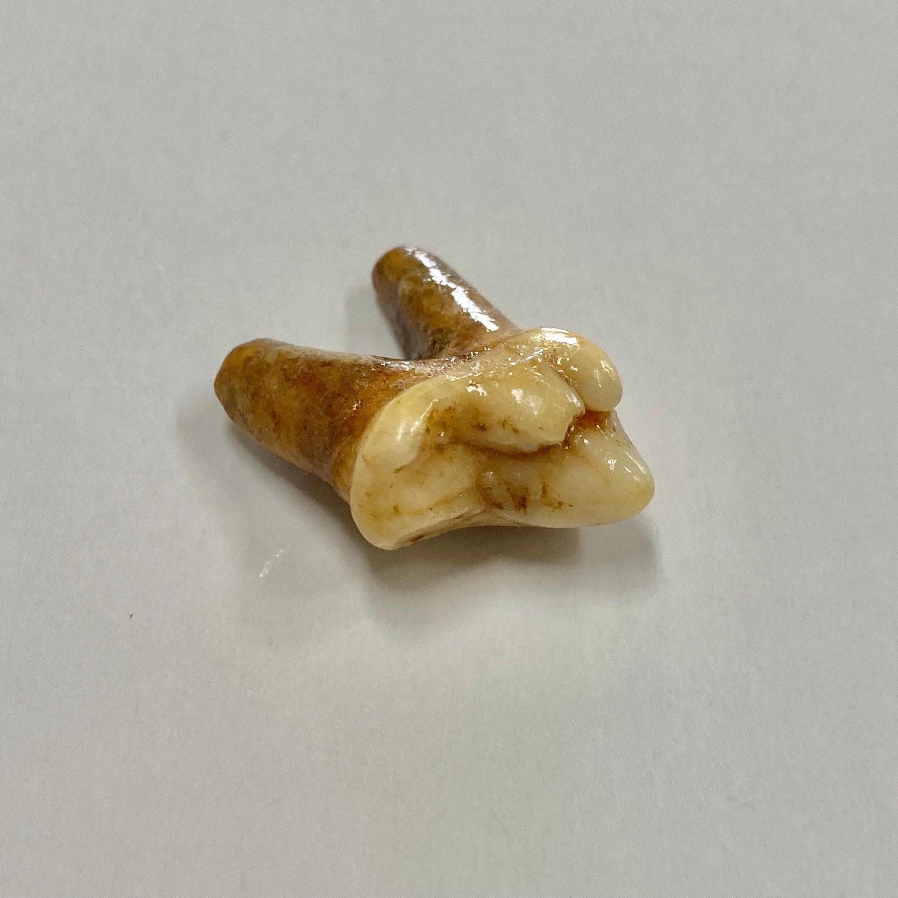 Authentic Cave Bear Molar Tooth Fossil - Genuine Ice Age Relic for Collectors, Education & Home Decor | Perfect for Paleontology Enthusiasts, Science Classrooms & Unique Gift Ideas