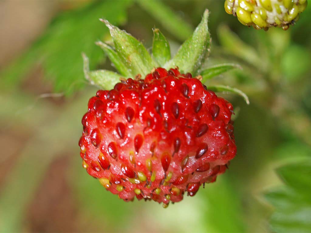 VESCA Baron Strawberry Seeds - 100 Count - Fragaria Vesca Alpine Strawberry for Home Garden Planting - Perfect for DIY Landscaping, Edible Gardens & Fresh Fruit Harvesting