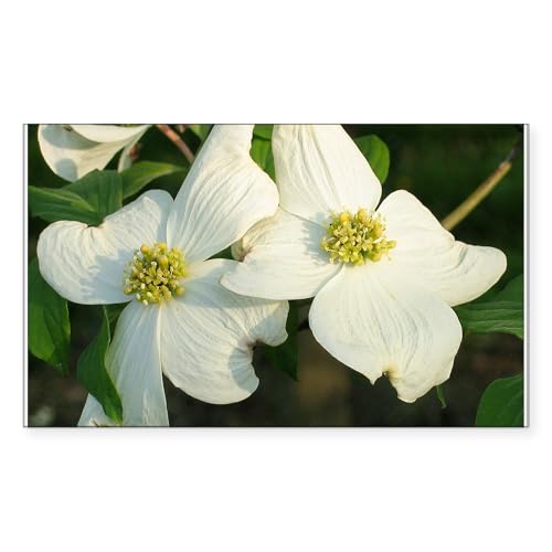 White - Dogwood Flowers Rectangle Sticker