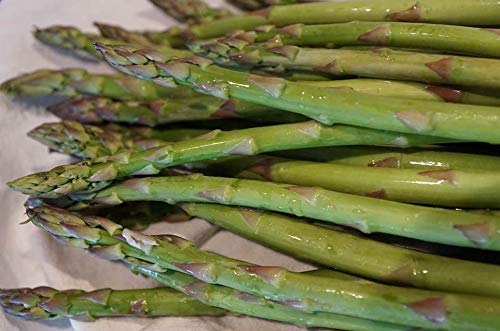 Mary Washington Asparagus Heirloom Seeds - 6,000 Seeds, 1/4 LB Non-GMO - B172 - Perfect for Home Gardens, Vegetable Patches & Sustainable Farming