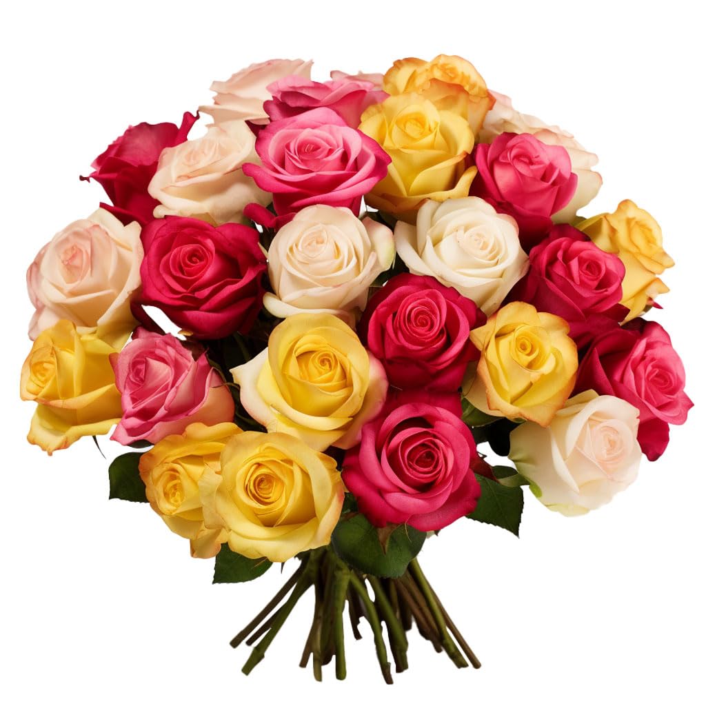 50 Fresh Roses - 2 Beautiful Assorted Colors - Perfect Gift for Birthday, Anniversary, Valentine's Day, Wedding & Special Occasions - Long-Lasting Flowers for Home Decor, Party Centerpieces & Romantic Surprises