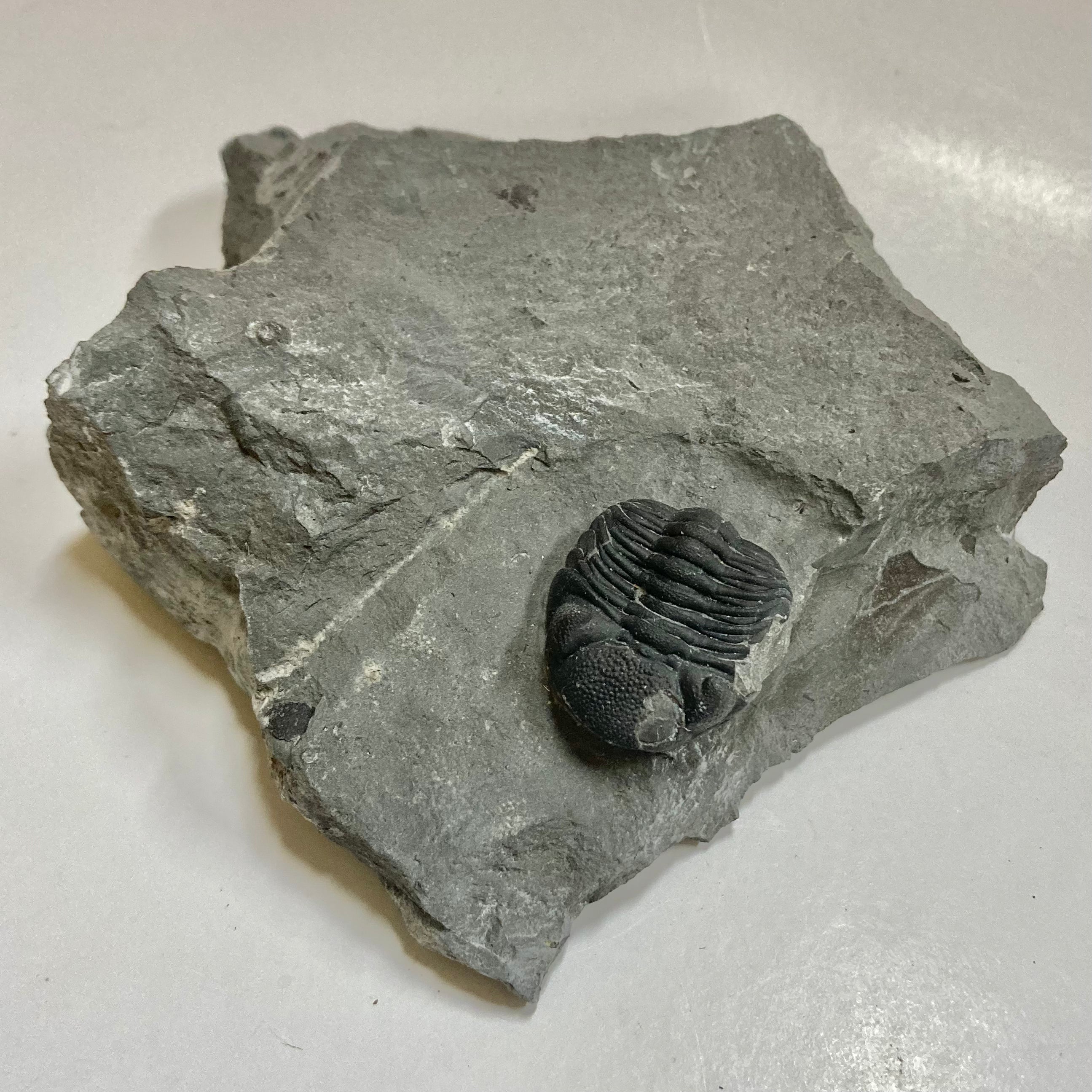 Eldredgeops [Phacops] Rana Trilobite Fossil - Rare Devonian Era Specimen for Collectors & Paleontology Enthusiasts | Perfect for Display, Education & Gifts