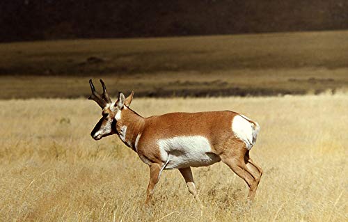 20x30 Inch Laminated Wildlife Poster - Vibrant Pronghorn Antelope Nature Scene for Home & Office Decor | Durable Print Fits Standard Frames | Perfect for Living Room, Bedroom or Classroom Wall Art