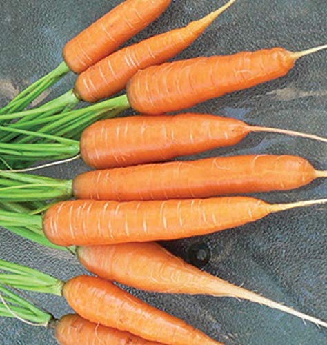 Organic Scarlet Nantes Heirloom Carrot Seeds - Non-GMO, Open Pollinated, Untreated Vegetable Seeds (1 oz) for Home Gardening & Sustainable Farming