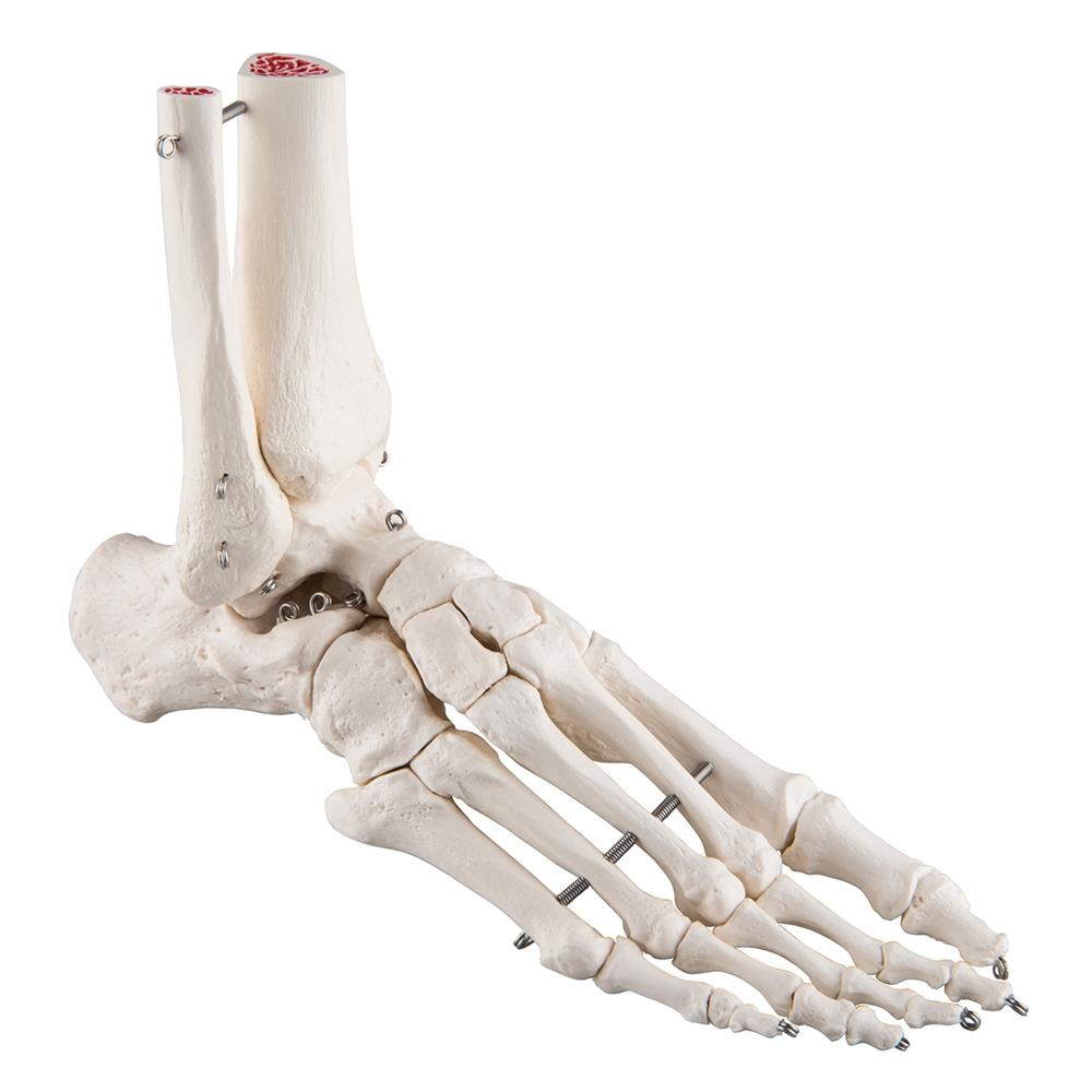 Human Foot and Ankle Skeleton Model - Anatomical Study Tool for Medical Students, Doctors & Physical Therapists - Perfect for Classroom, Clinic & Home Study