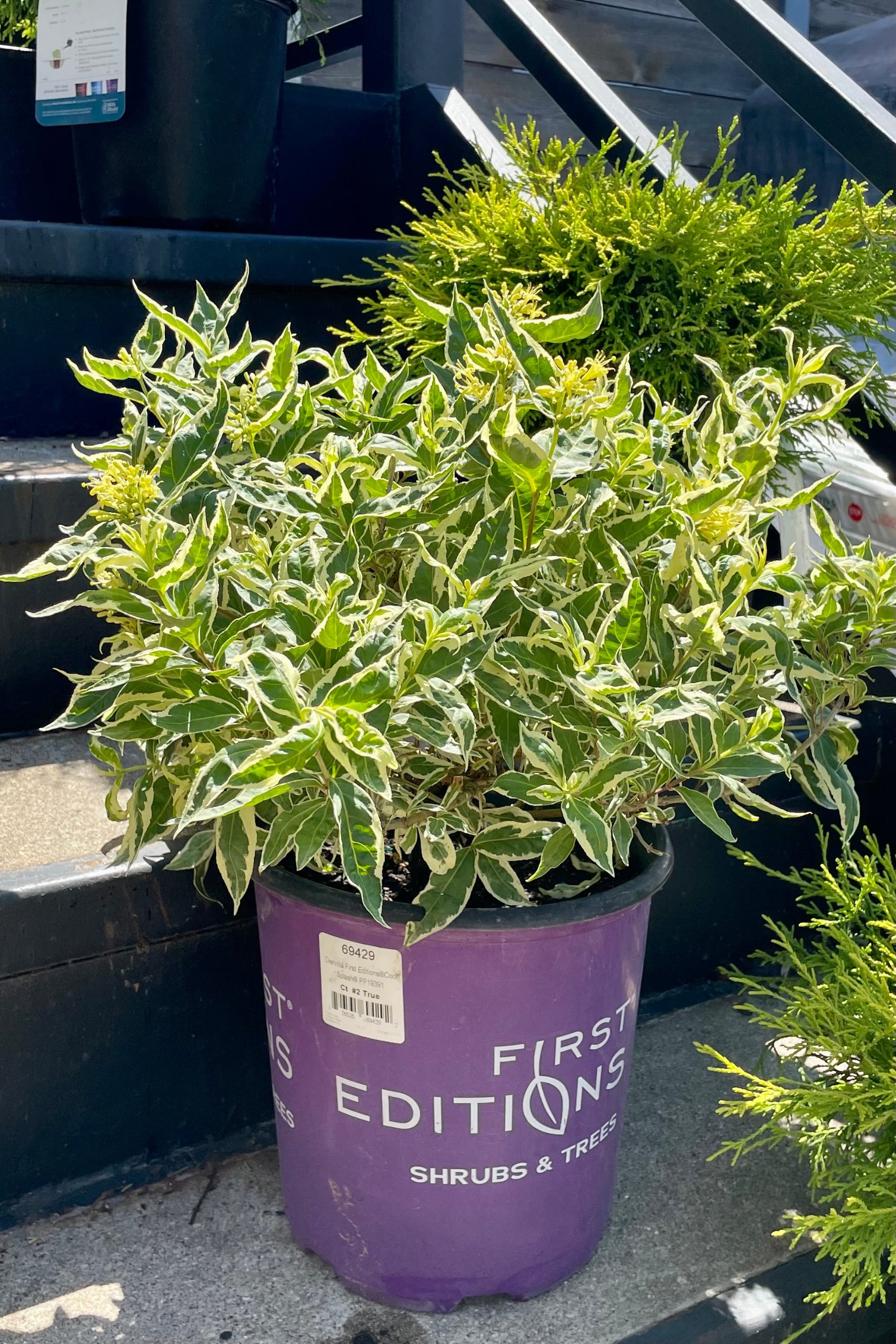 Diervilla sessilifolia 'Cool Splash' - Hardy Shrub with Variegated Foliage for Landscaping, Borders, and Pollinator Gardens