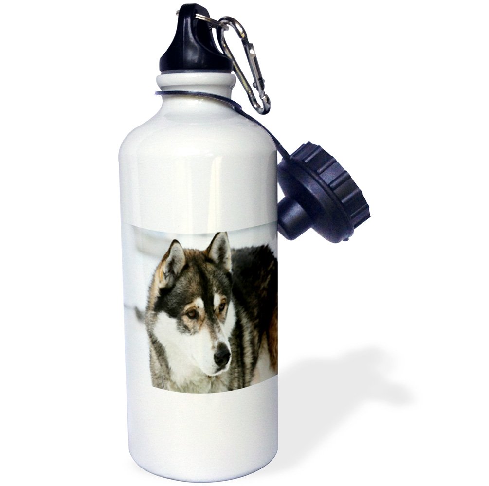 3D Husky Painting Sports Water Bottle - 21oz Insulated Water Bottle with Leak-Proof Lid, Multicolor - Perfect for Gym, Hiking & Outdoor Activities