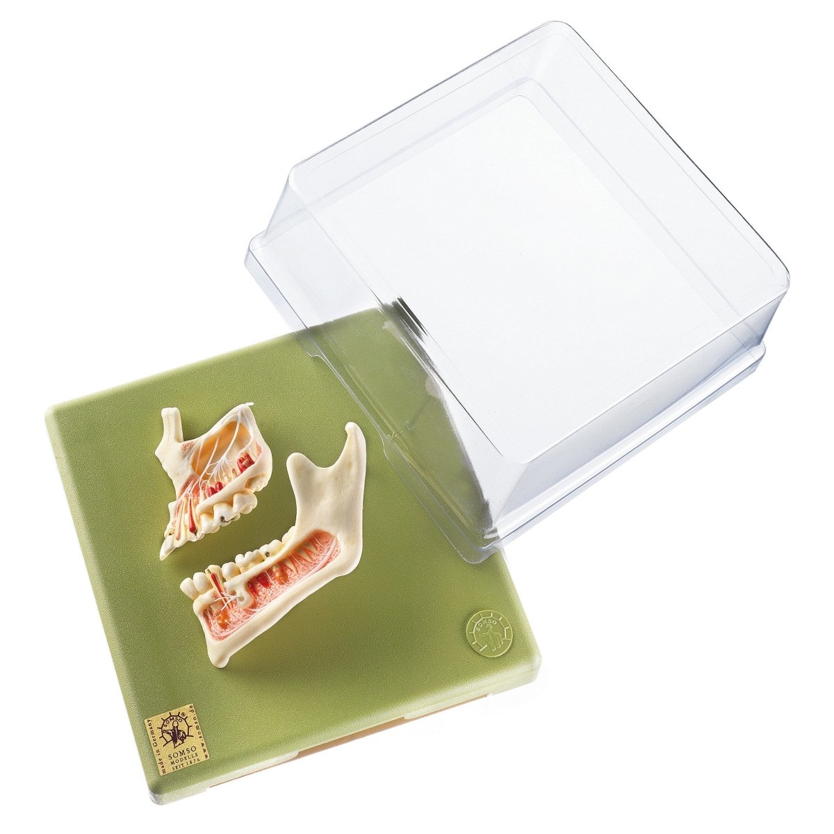 Upper and Lower Jaw Dental Model - High-Quality Dental Training Tool for Students & Professionals | Perfect for Dental Education, Practice & Demonstration