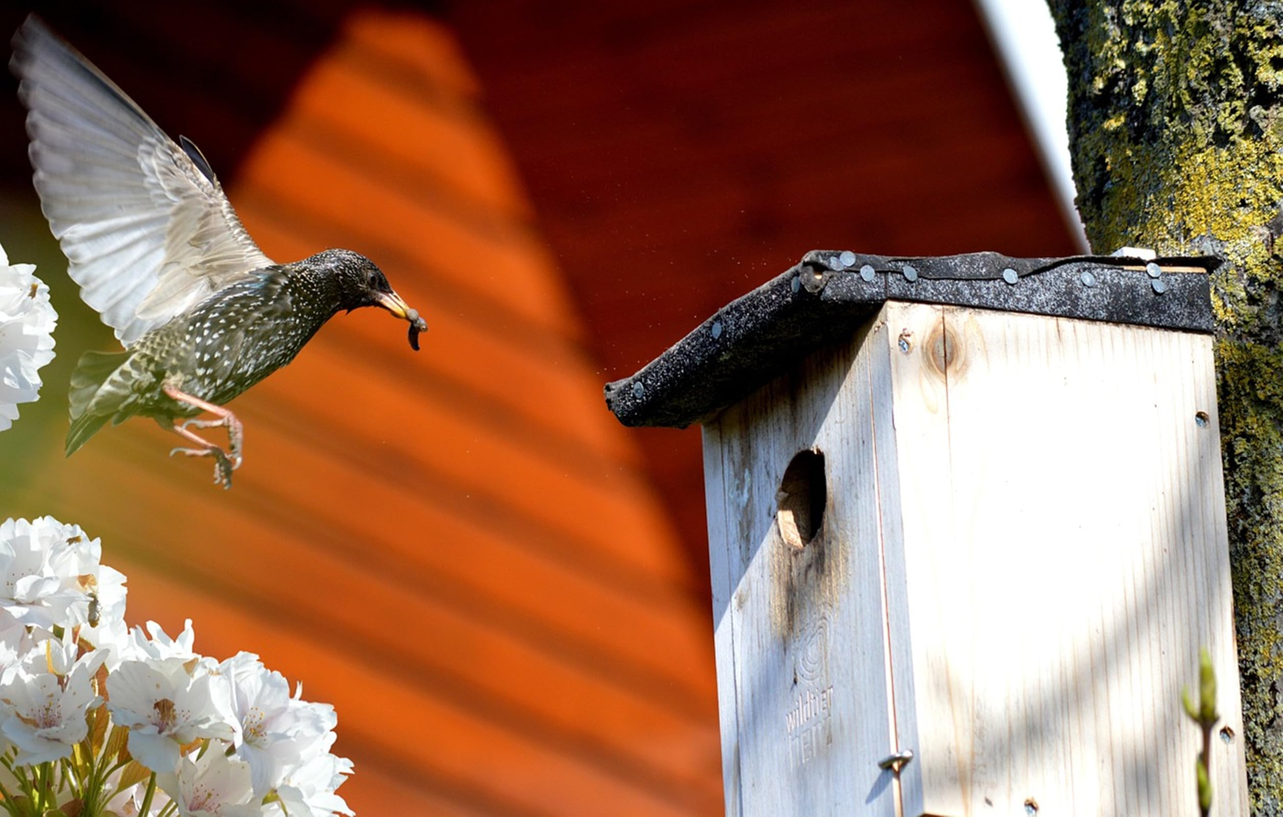 Outdoor Bird House Hanger Bracket - 2 Pack Metal Wall Mount for Owl Box, Squirrel Box & Bird Nesting Box | Quick Release Design | Durable Garden & Backyard Decoration for Bird Watching & Wildlife Habitat