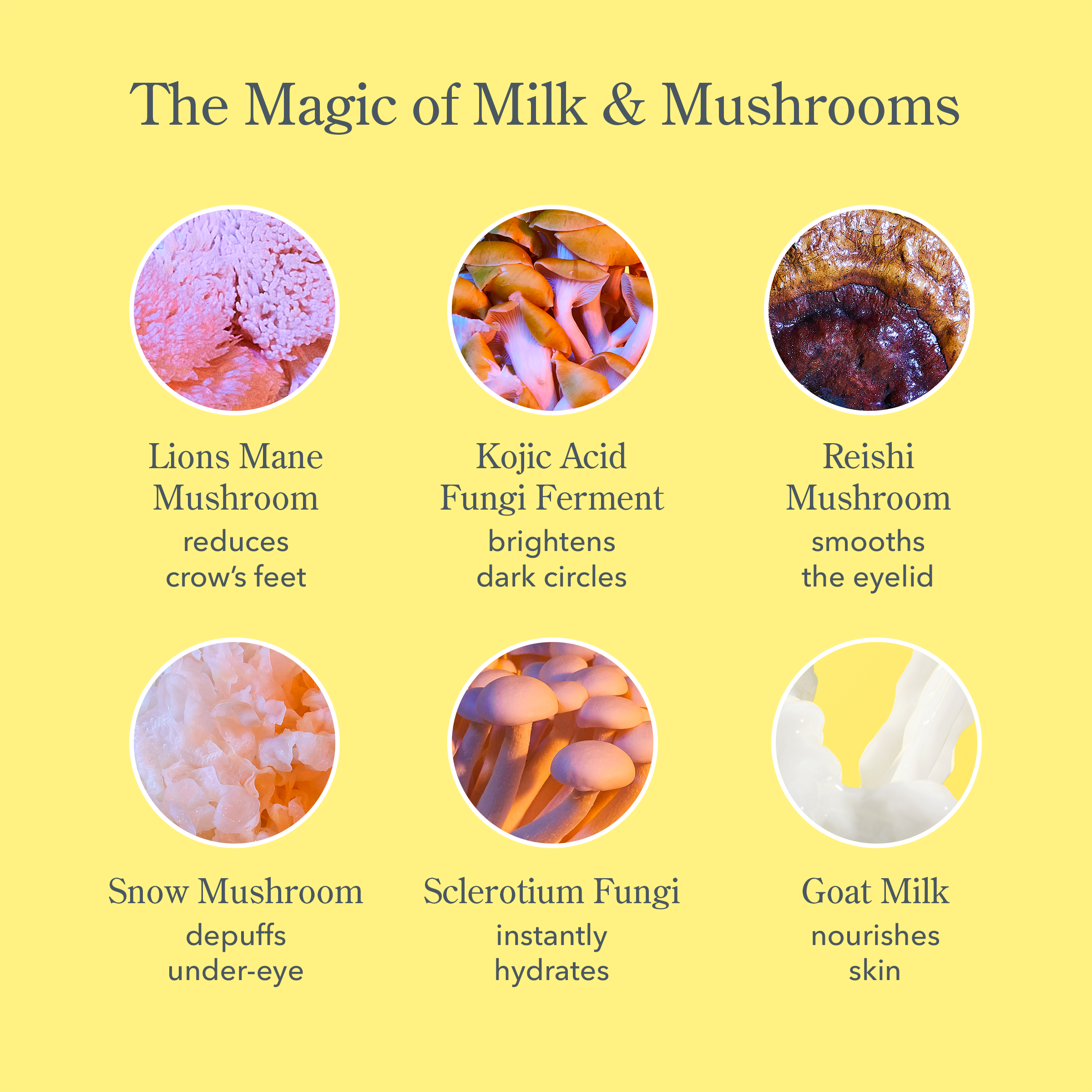 Shroom & Bloom Set - Organic Mushroom Growing Kit for Home Gardeners | Perfect for Indoor Gardening, Kitchen Herbs & Sustainable Living