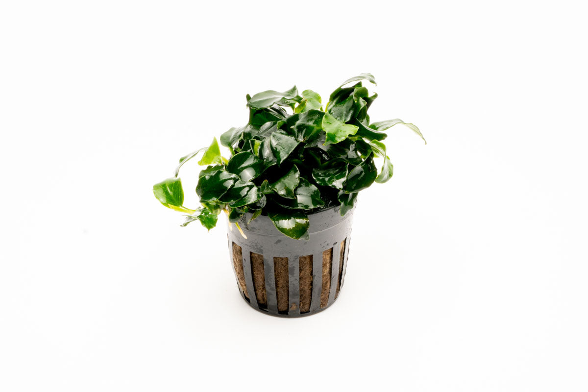 Anubias Barteri Dark Angel Aquatic Plant - Live Freshwater Aquarium Plant for Fish Tanks, Low Light & Easy Care - Perfect for Aquascaping, Shrimp Tanks & Natural Decor