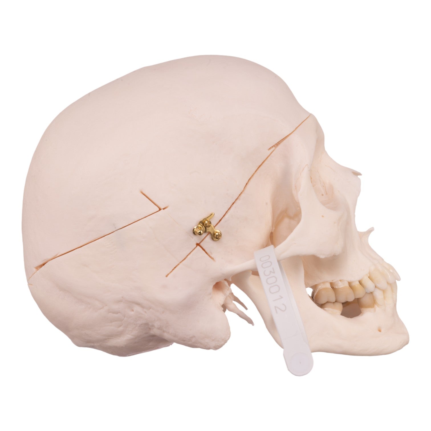 Premium Anatomical Human Skull Model - Medical Grade for Students & Professionals | Ideal for Anatomy Study, Classroom Teaching & Medical Training