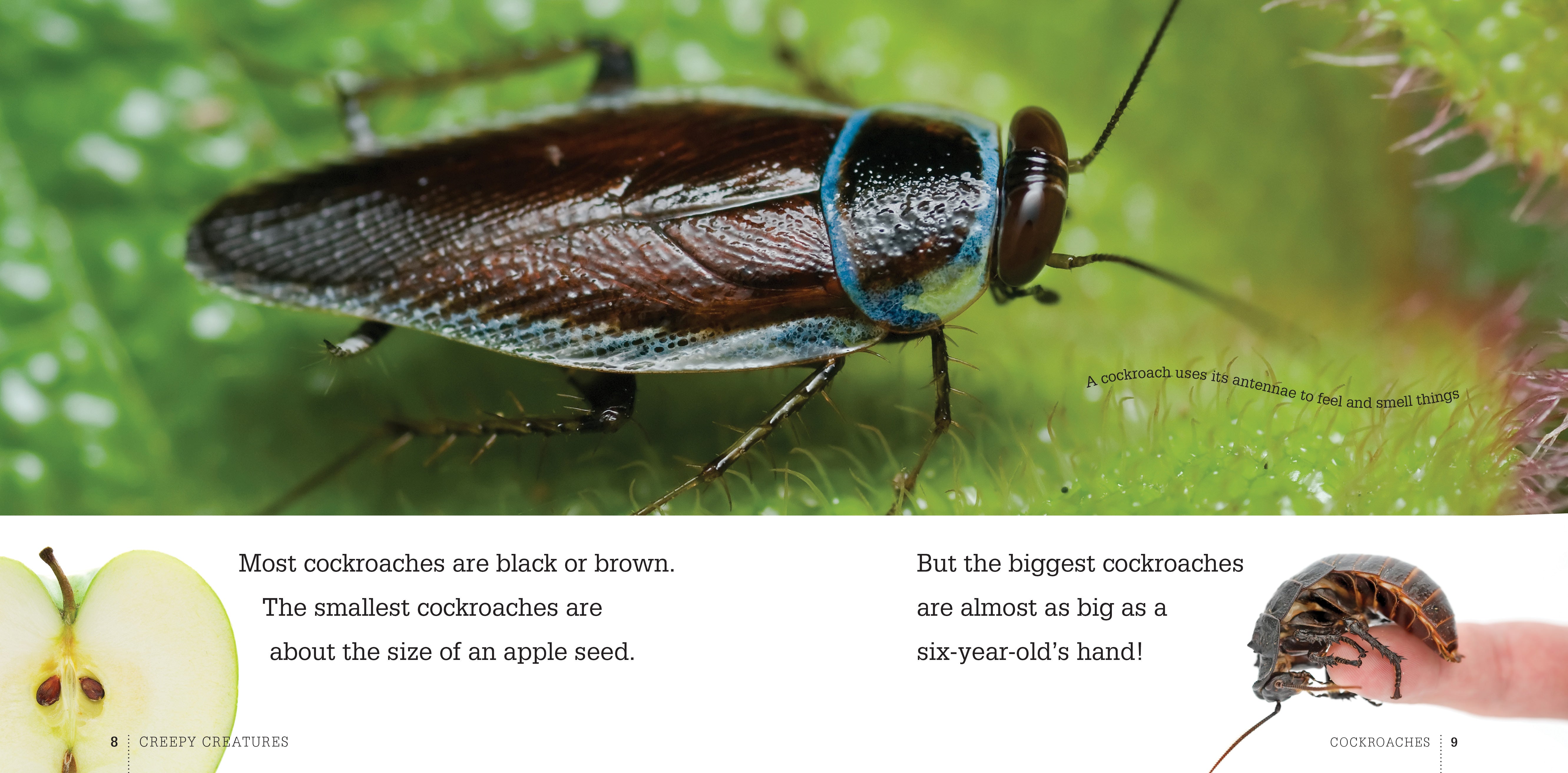 Best Selling Cockroach Control Book - 9781608182329 | Effective Pest Management Guide for Home & Garden