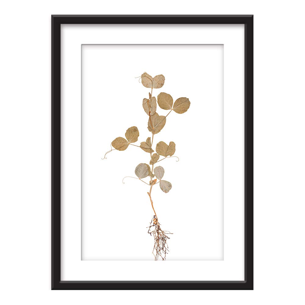 Wall26 Framed Wall Art - Hand Drawn Plant Specimen Giclee Print in Black Picture Frame with White Mat - 23x31 Inches - Perfect for Living Room, Bedroom & Office Decor