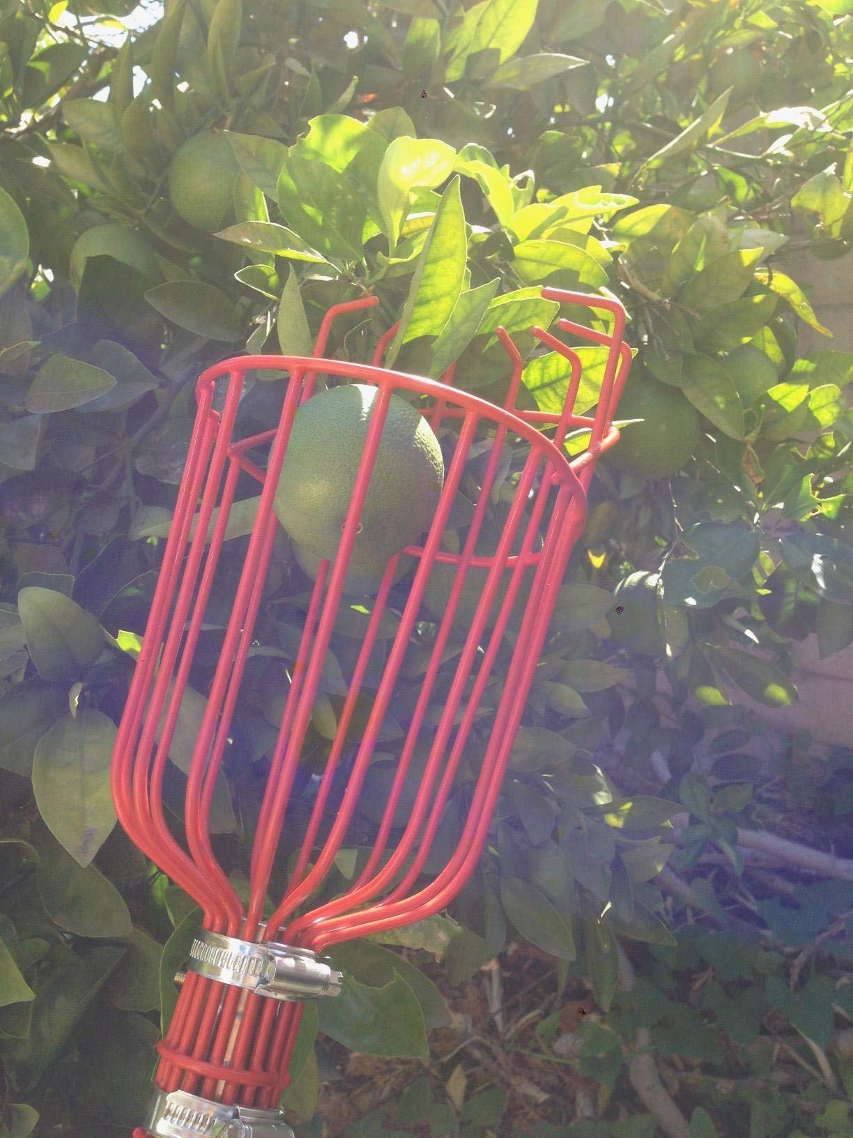 13 FT Lightweight Fruit Picker Pole with Basket - Apple Picker Tool for Harvesting Oranges, Pears, Lemons & Peaches | Perfect for Home Orchards, Backyard Harvesting & Commercial Fruit Farms