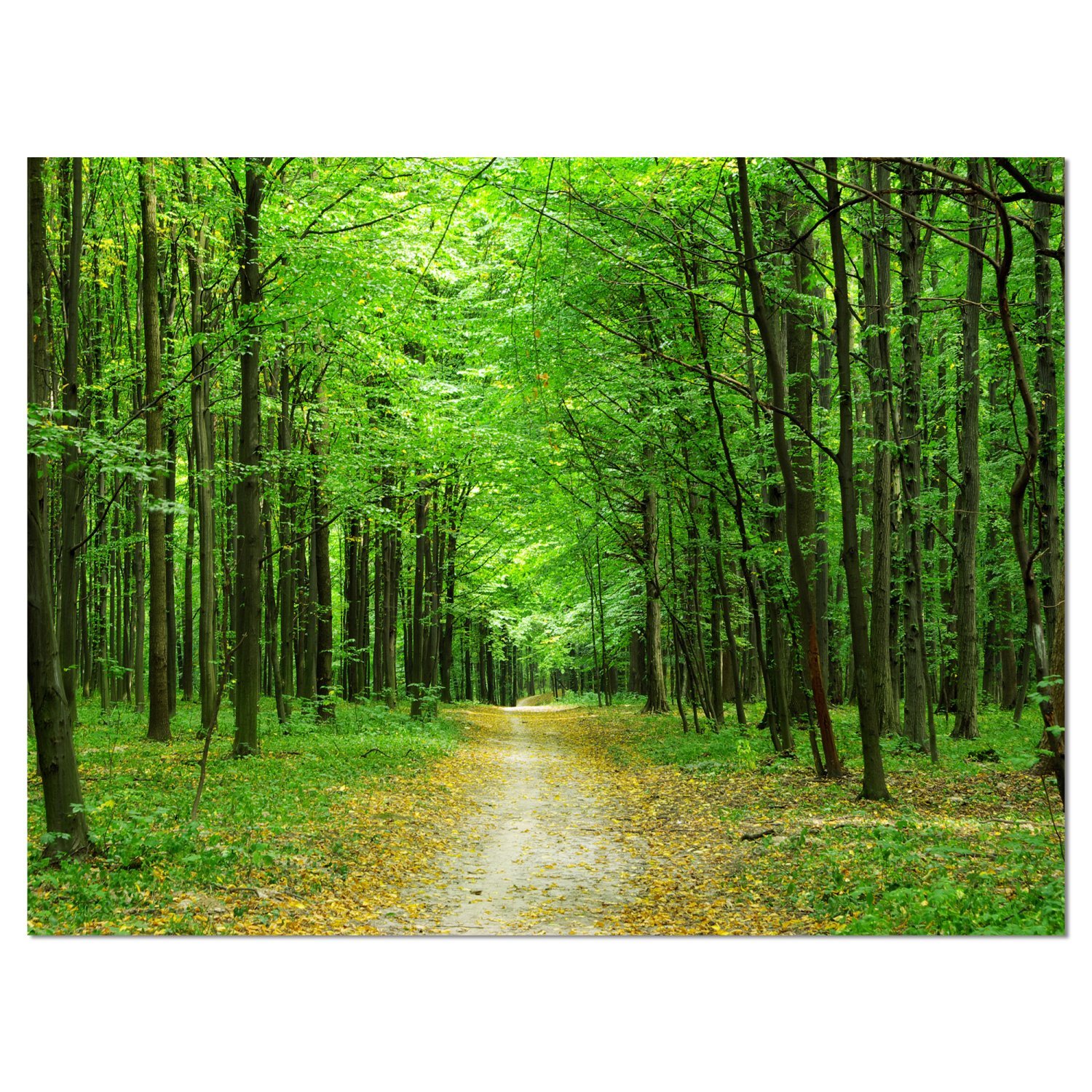 Green Forest Pathway Landscape Photography Canvas Print - Nature Wall Art for Living Room, Bedroom & Office Decor