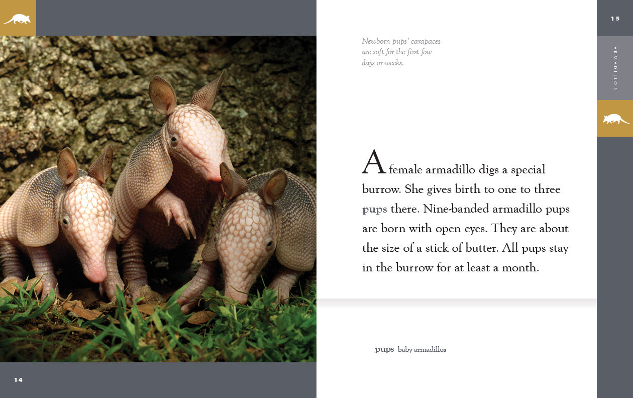 Armadillos Book - 9781640265592 - Learn About Armadillos Facts, Habitat & Behavior - Perfect for Animal Lovers, Students & Wildlife Enthusiasts