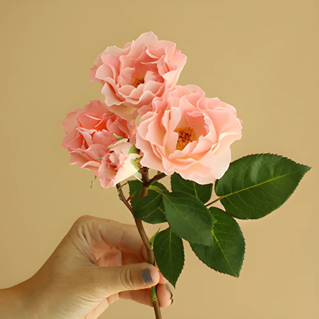 Anastasia Pink Spray Roses - Fresh Cut Flowers for Weddings, Home Decor & Special Occasions | Premium Quality Long-Lasting Blooms