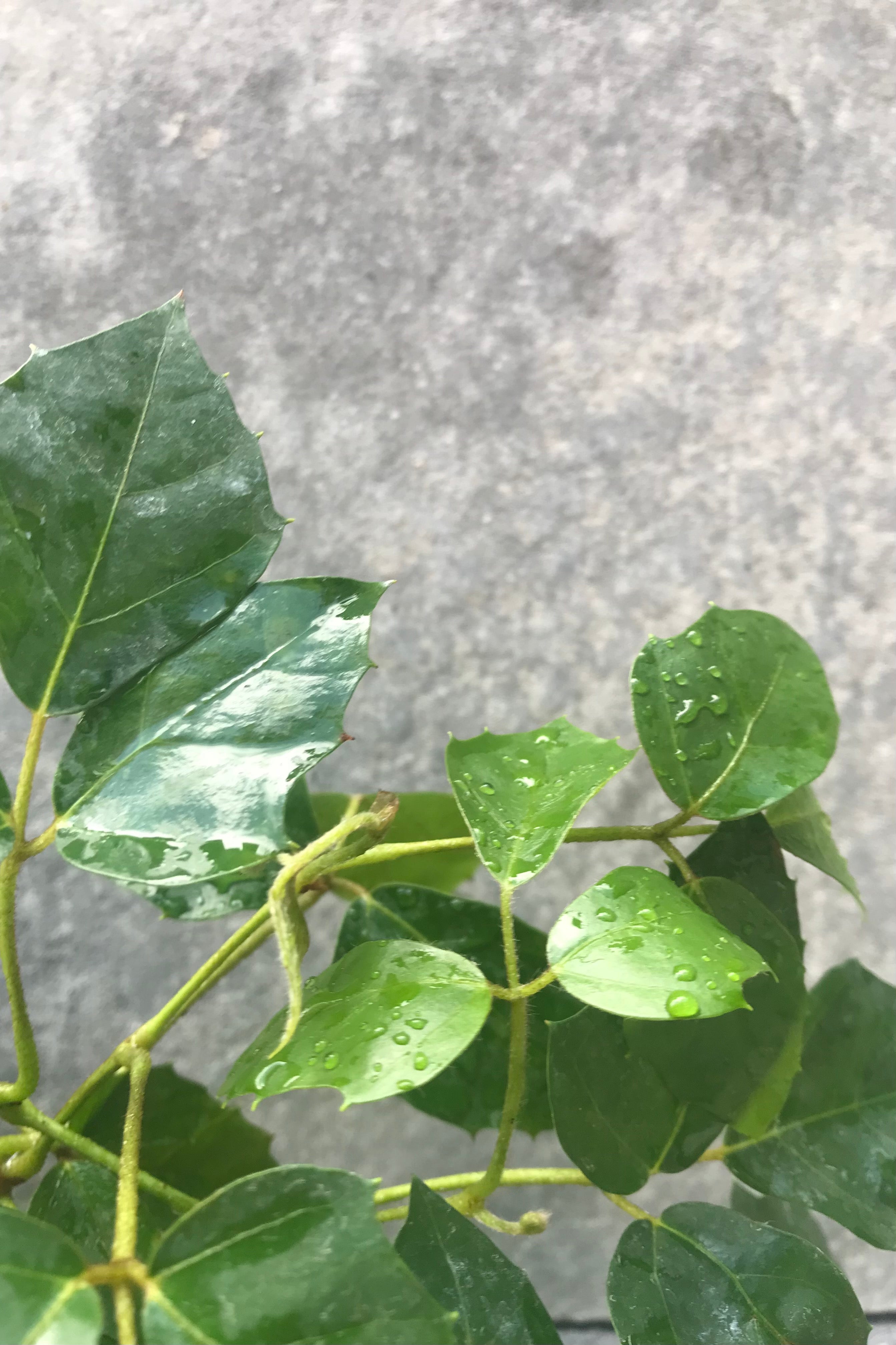 Cissus Rhombifolia Grape Ivy Plant - 4