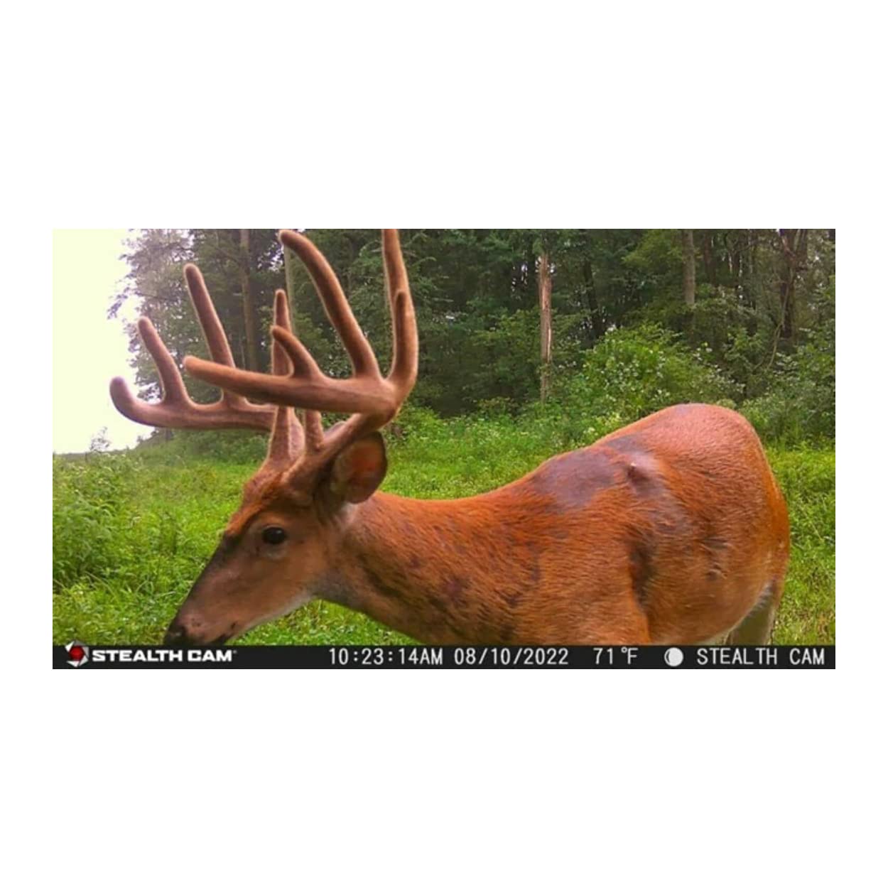 Stealth Cam G42NG No-Glow Infrared Trail Game Camera - Fast 0.5s Trigger Speed, 12MP HD Photos & 1080p Video with Burst Mode - Ideal for Night Hunting, Wildlife Monitoring, and Security Surveillance
