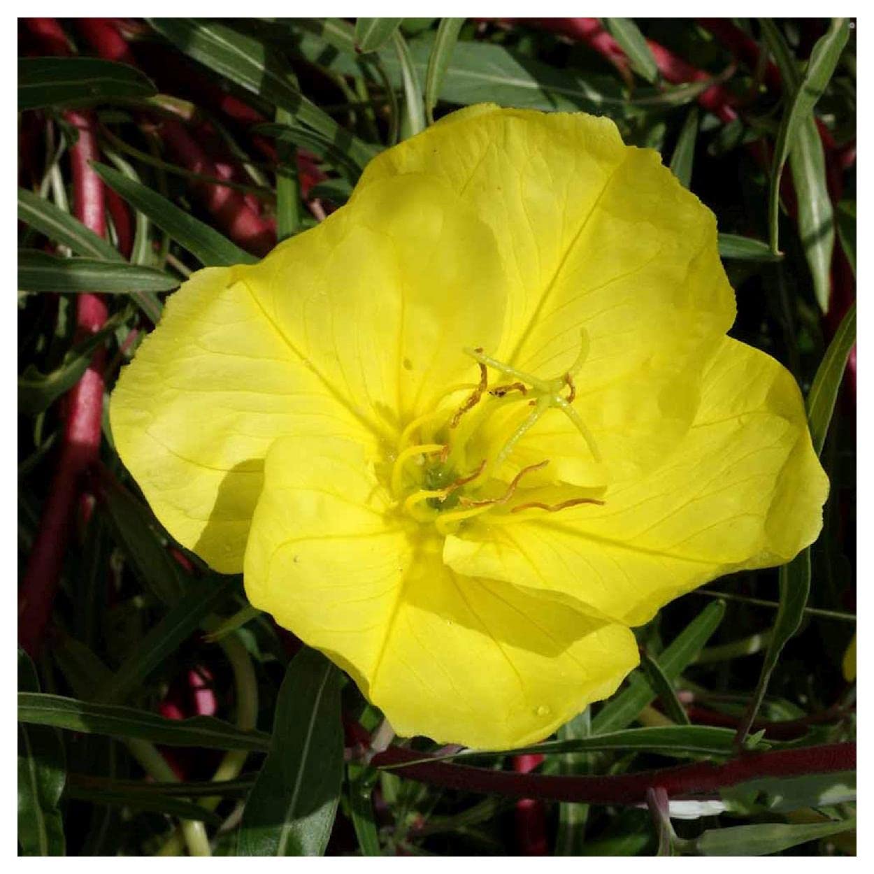 Everwilde Farms - 400 Missouri Evening Primrose Native Wildflower Seeds - Gold Vault Jumbo Seed Packet for Garden Landscaping & Pollinator Gardens