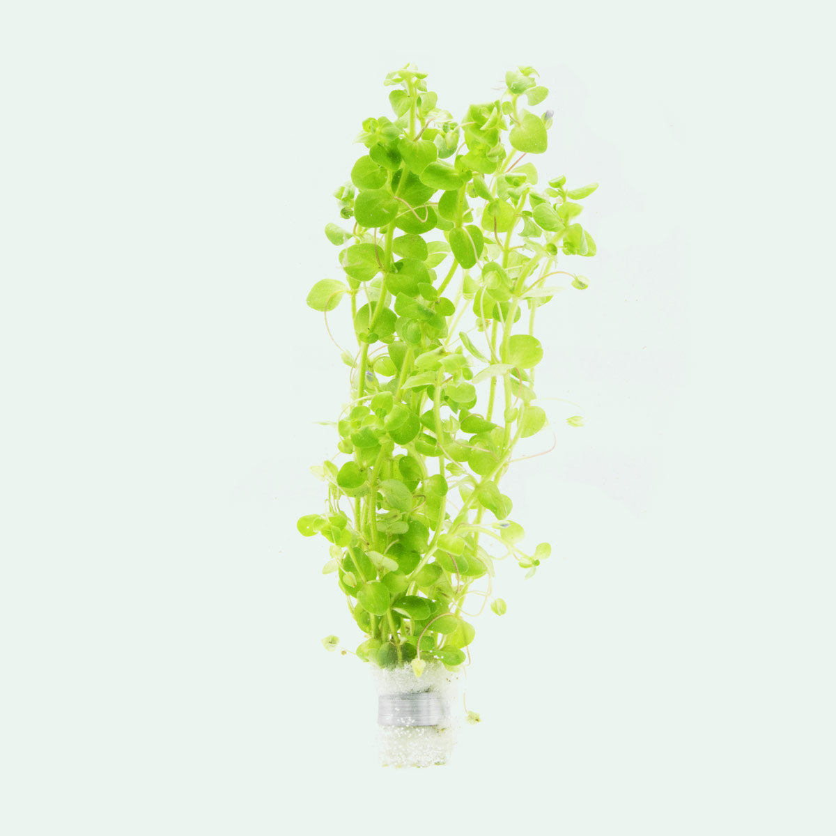 Bacopa Australis Aquatic Plant for Freshwater Aquariums - Perfect for Fish Tanks, Aquascaping & Water Gardens