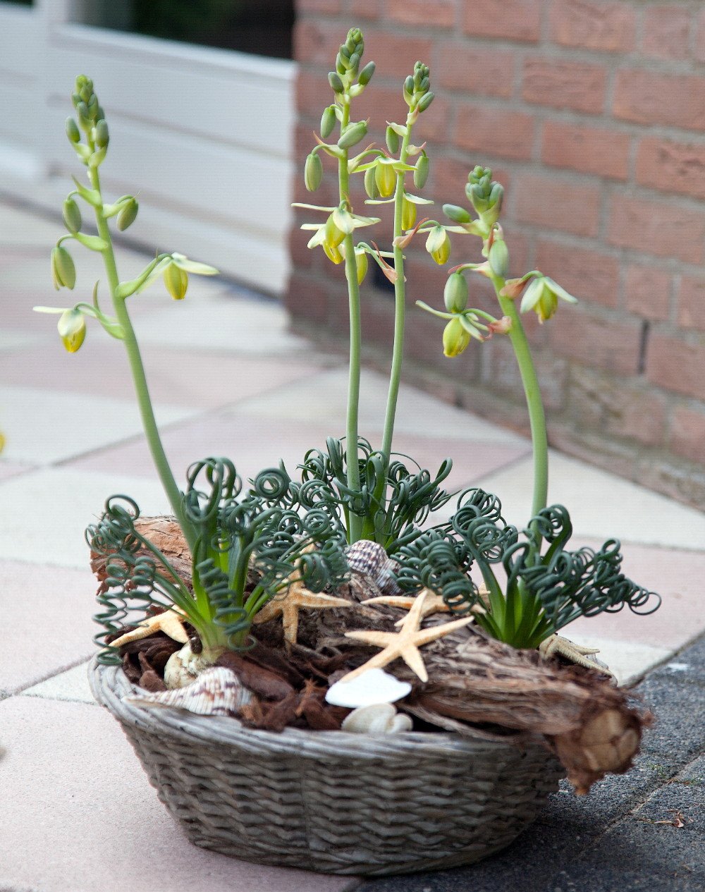 Albuca Spiralis (Frizzle Sizzle Plant) - 2 Live Bulbs - Rare Succulent Houseplant for Indoor Decor, Office Desk, or Gift Idea