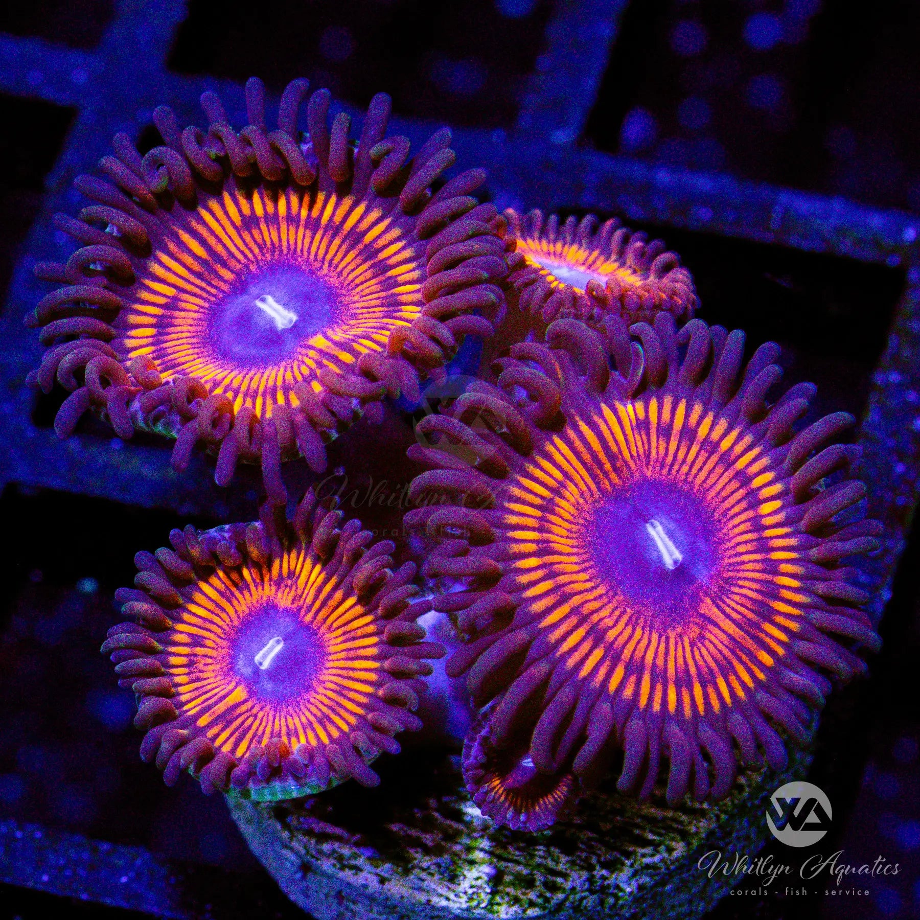 Premium Armageddon Zoanthids Coral - Aquacultured for Saltwater Reef Tanks | Vibrant Colors for Aquascaping & Marine Displays
