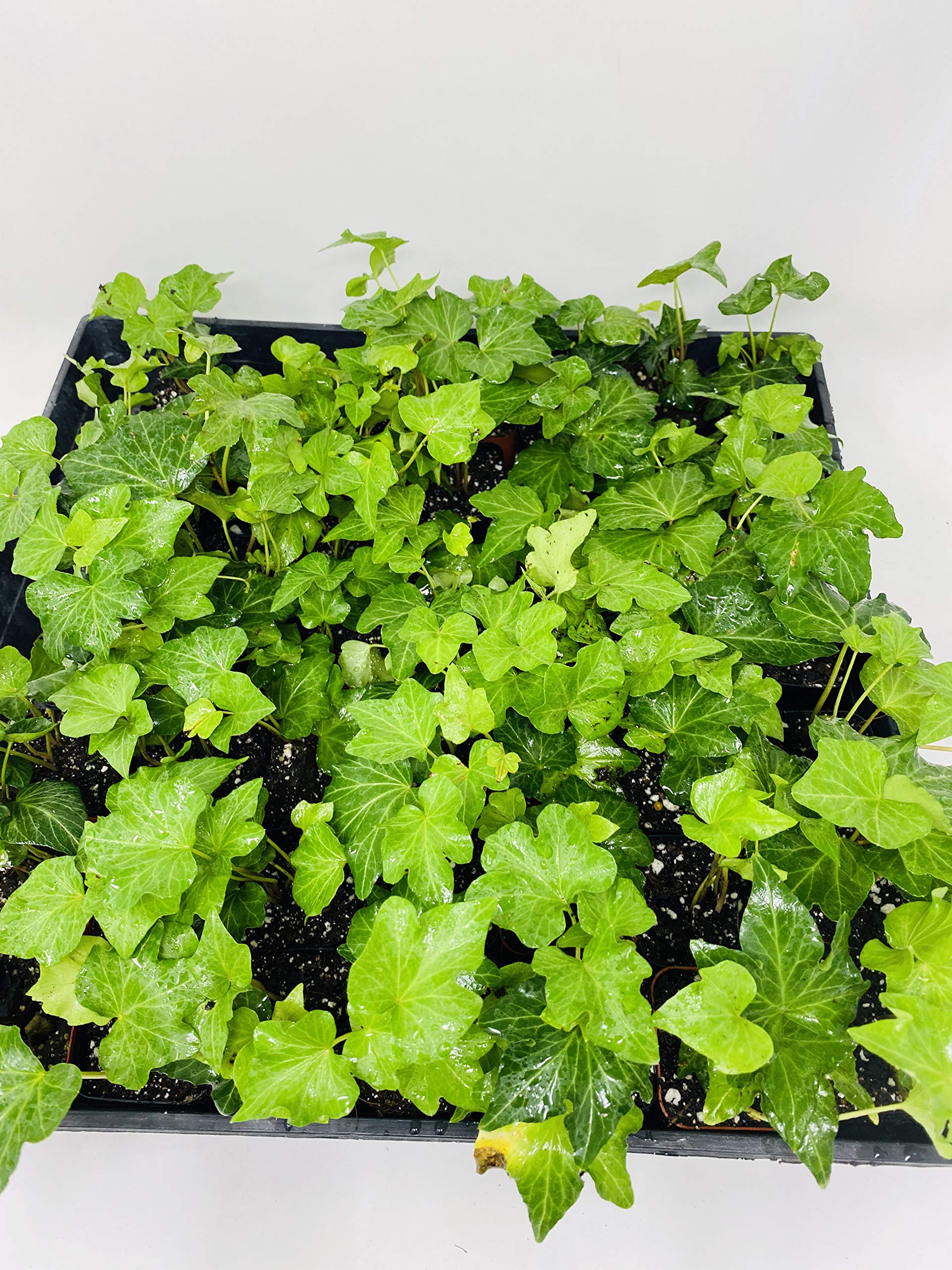 Jmbamboo - Thorndale English Ivy 48 Plants - Hardy Perennial Groundcover for Shade - 2 1/4