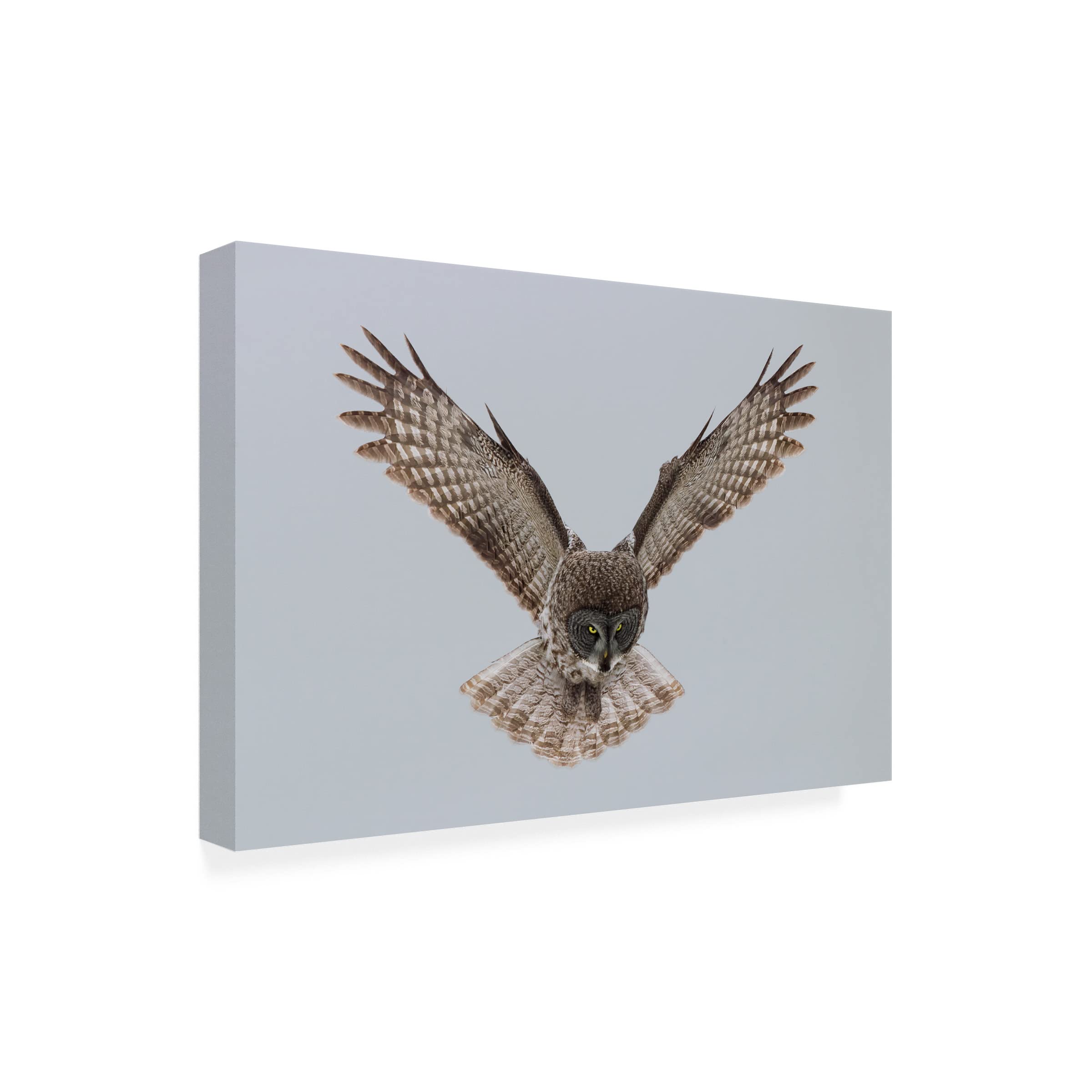 Trademark Fine Art 'Great Grey Owl' Canvas Wall Art Print by Sufang Wang - Nature Inspired Home Decor for Living Room, Bedroom & Office