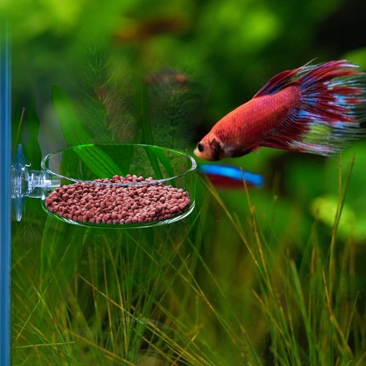 Premium Clear Aquarium Glass Feeder Dish - 65mm Round Shrimp Food Tray with Suction Cup to Prevent Fish Tank Food Spreading | Ideal for Feeding Shrimp, Bettas & Small Fish in Freshwater & Saltwater Tanks