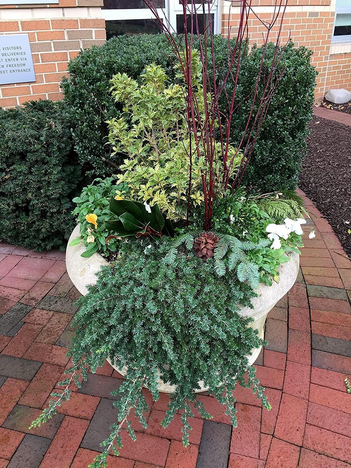 Blue Pacific Juniper (Juniperus conferta 'Blue Pacific') - 12 Live 4 Inch Pots, Drought-Tolerant Evergreen Ground Cover Plants for Landscaping, Rock Gardens & Coastal Areas