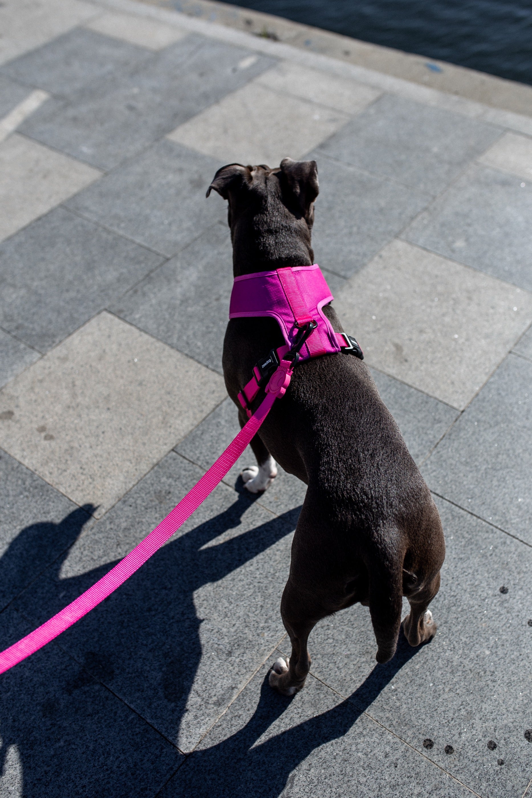Zee.Dog Pink LED Adjustable Air Mesh Dog Harness - Reflective & Breathable for Night Walks, Jogging & Outdoor Adventures