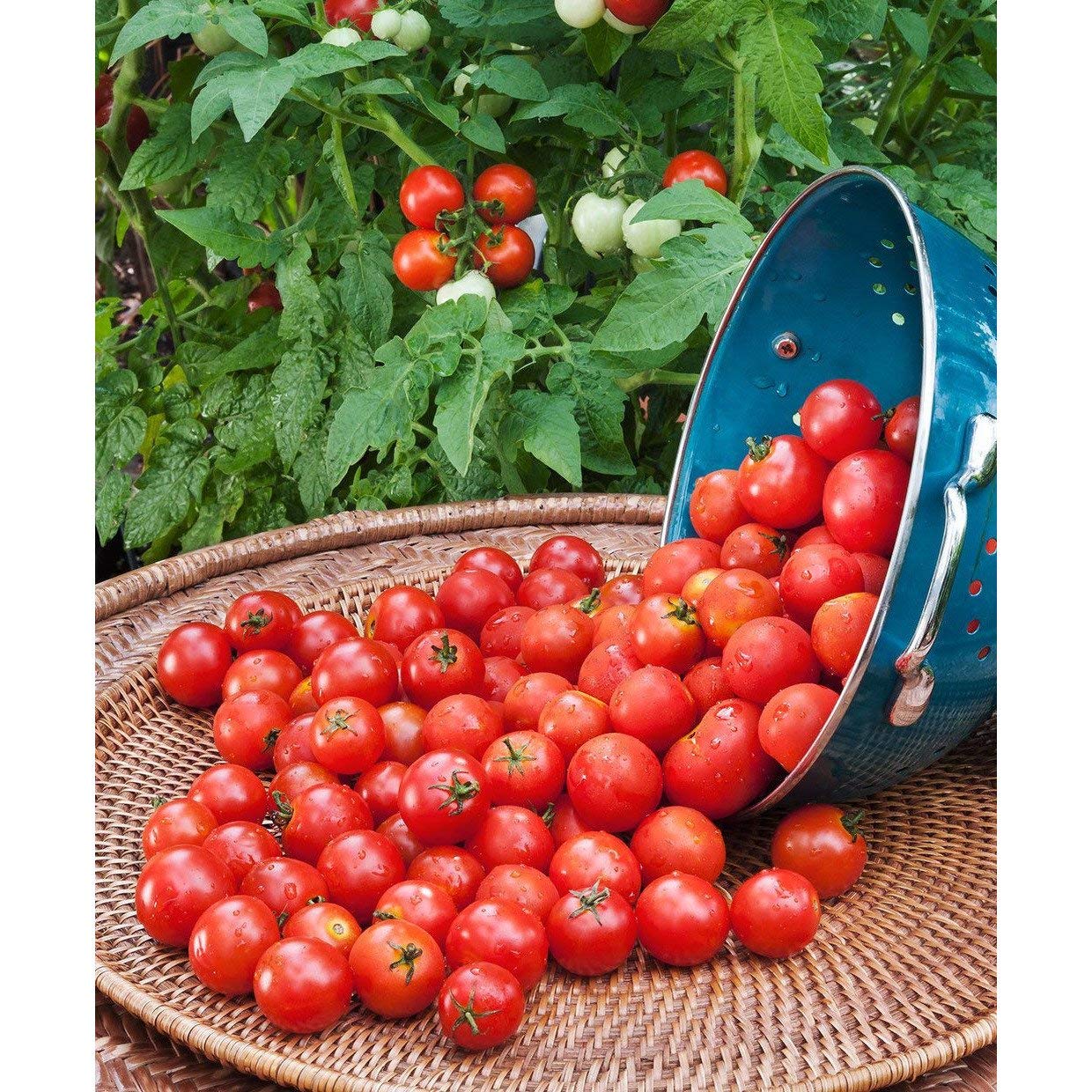 Premium Husky Tomato F1 Hybrid Seeds - 60+ Cherry Red Seeds for Home Gardening | Grow Juicy Sweet Tomatoes for Salads, Sauces & Fresh Eating