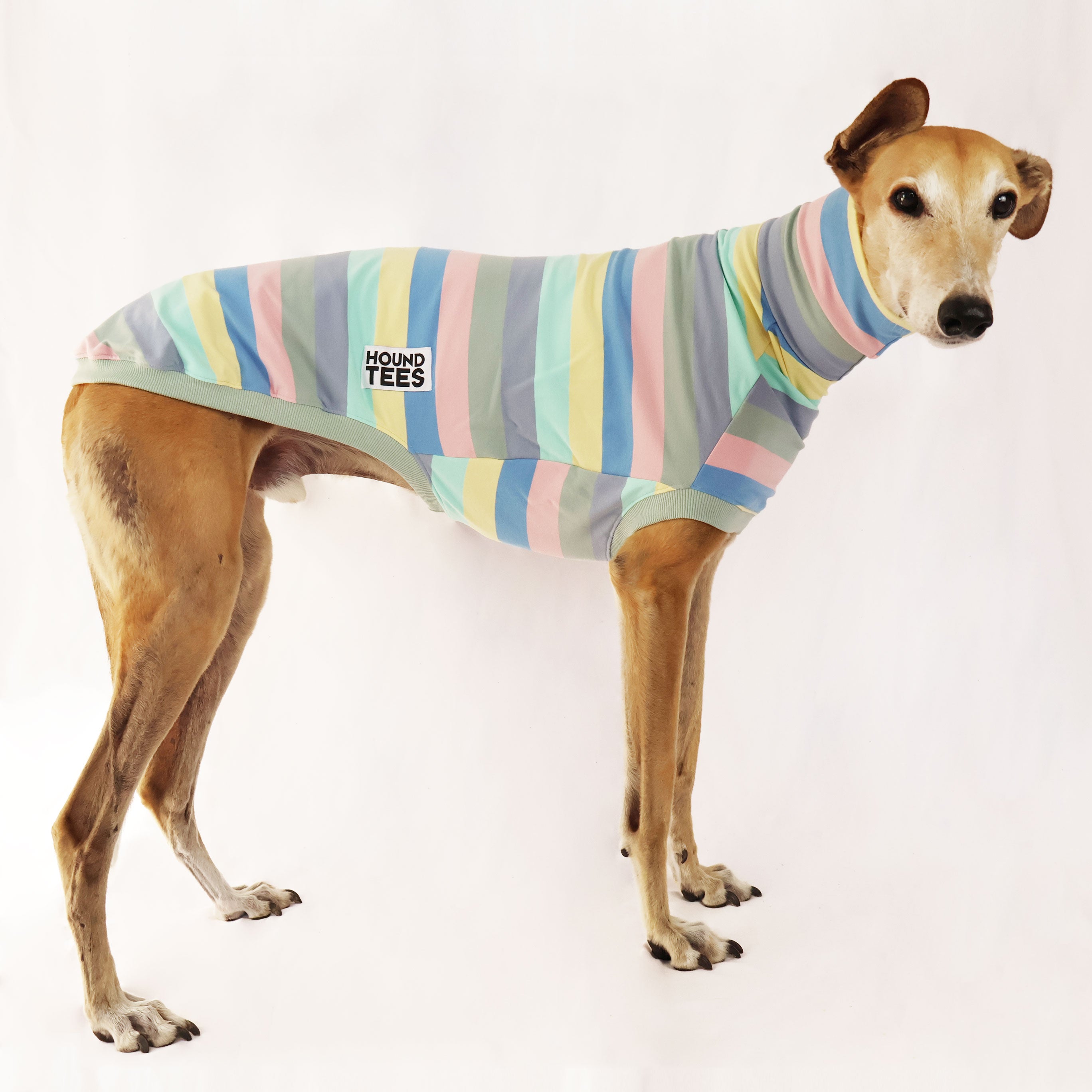Blueberry Cheesecake Greyhound Print Sleeveless Sweater for Women - Trendy Dog Lover Casual Top for Summer Outings & Pet-Friendly Events
