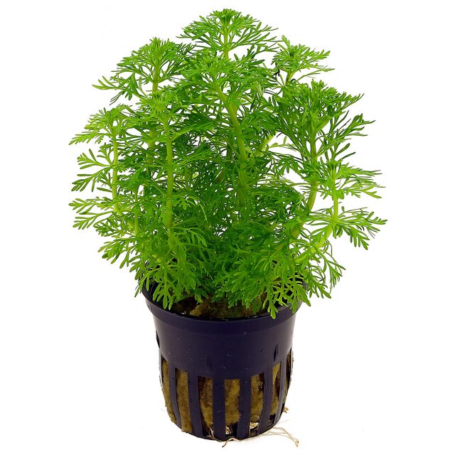 TCulture Limnophila Sessiliflora Aquatic Plant - Live Freshwater Aquarium Plant for Fish Tanks, Ponds & Terrariums (Potted) | Perfect for Aquascaping, Natural Filtration & Shrimp Habitats