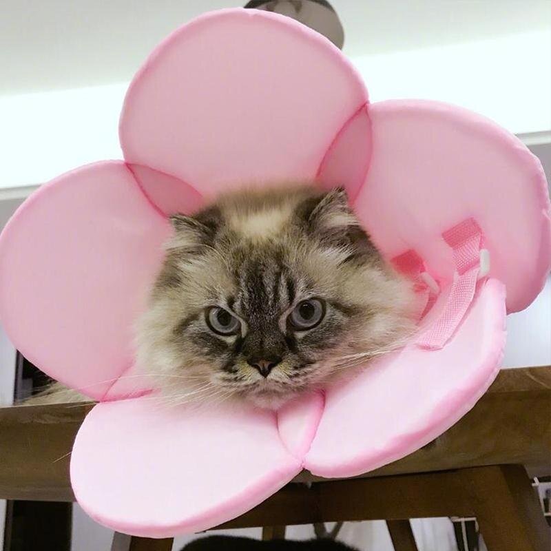 Pet Recovery Elizabethan Collar - Soft & Comfortable Dog Cone After Surgery, Pink - Perfect for Post-Op Care, Wound Protection & Healing (Small/Medium/Large Sizes) - Ideal for Dogs Recovering from Spay/Neuter, Injuries or Skin Conditions