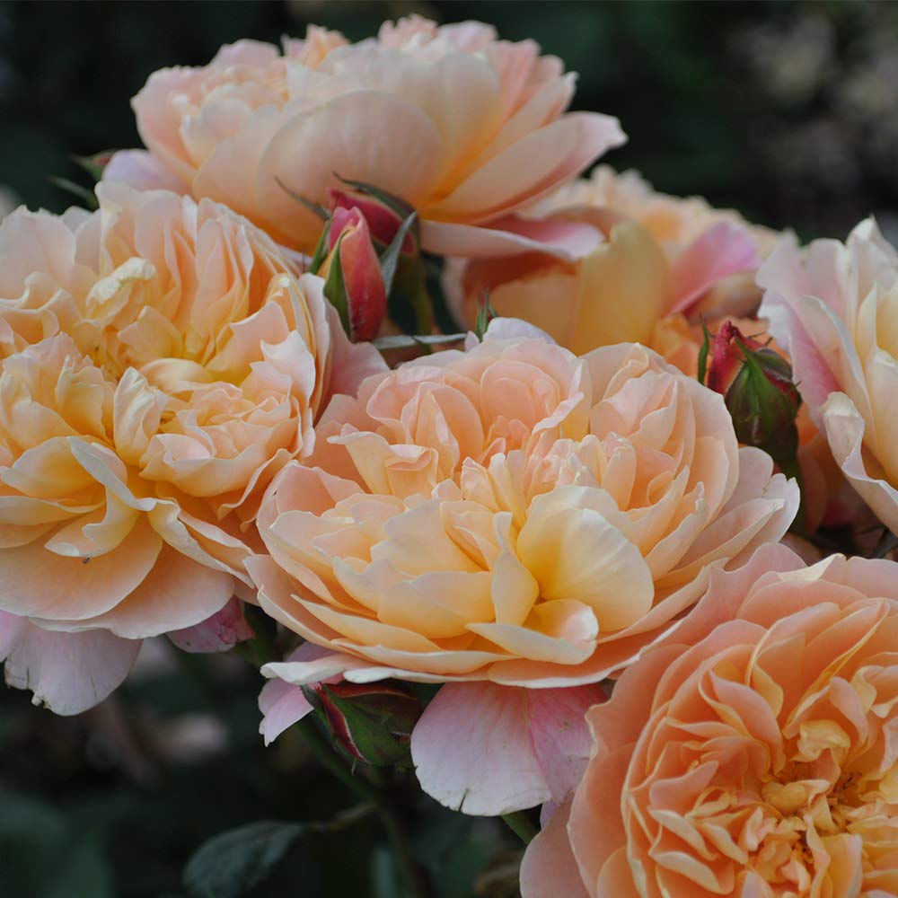 Heirloom Roses - The Impressionist™ Multi Rose Bush | Climbing Roses Live Plant for Outdoor Gardens, Landscaping & Patio Decor
