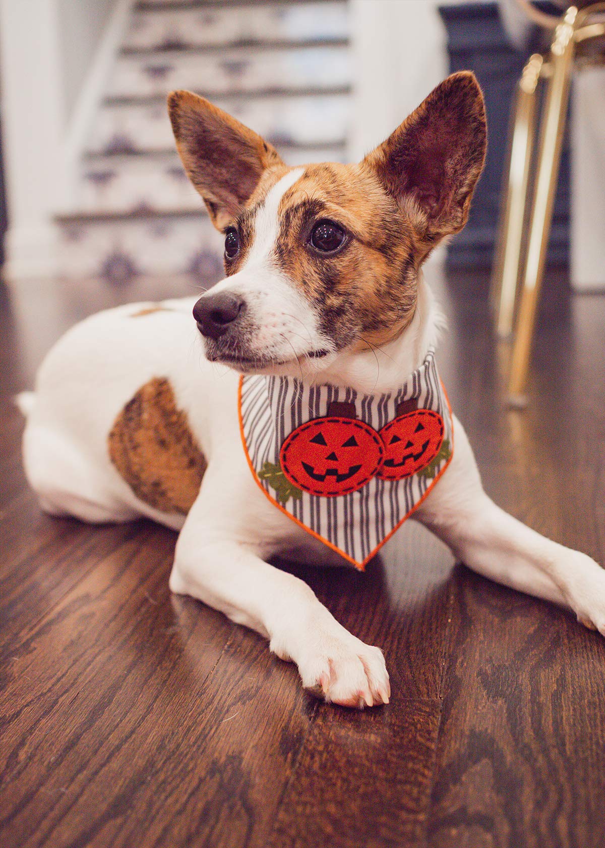 Halloween Dog Bandanas for Medium to Large Dogs - Cute Pumpkin Design, 100% Cotton Pet Bandana for Halloween Costume, Party & Photo Props