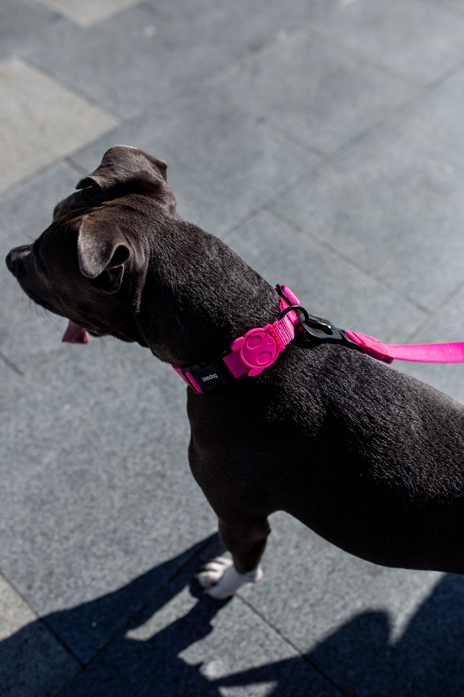 Zee.Dog Pink LED Dog Collar - Glow in The Dark, Adjustable & Waterproof for Night Walks, Safety & Fashion